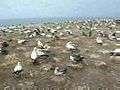 File:Australasian Gannets (Morus serrator), Cape Kidnappers colony.ogg