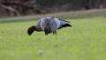 File:Australian Wood Duck (Chenonetta jubata) 1080p.ogv