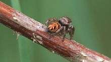 File:Evarcha arcuata (female), Wollenberg, Hesse, Germany - 20110429.ogv