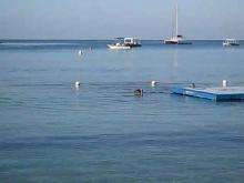 Brown pelicans diving