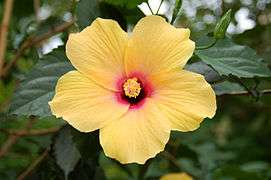 3935 - Chinesischer Roseneibisch (Hibiscus rosa-sinensis).JPG