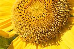 Close-up of a sunflower