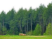 a boulder in a clearing, in front of a row of trees