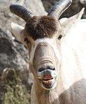 An addax's face – he's looking into the camera and raising his upper lip, making it look as though he's laughing.