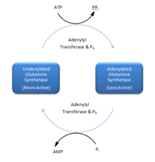 Glutamine Synthetase Dodecamer.