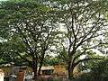 Albizia saman (Raintree) (11).jpg