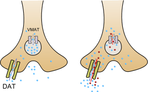 An image of methamphetamine pharmacodynamics