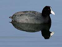 Andean Coot RWD6.jpg