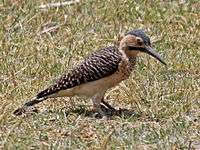 Andean Flicker RWD24.jpg