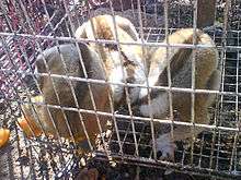 Three Javan slow lorises sit curled up on the bottom of a wired cage