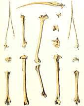 Photo of bones