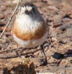 Frontal view of chestnut-breasted whiteface