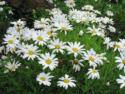 Marguerite Daisy