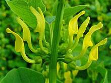 Aristolochia clematitis plant.