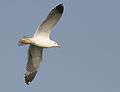 Armenian Gull in flight at Sevan lake, March 2008.jpg