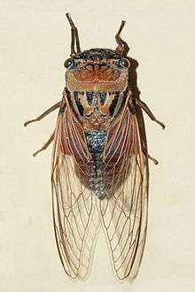 dorsal view of a single mounted cicada on a plain background