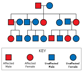 Diagram showing a father carrying the gene and an unaffected mother leading to some of their offspring being affected; those affected are also shown with some affected offspring; those unaffected have no affected offspring