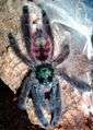 Avicularia versicolor 8 Fh.jpg