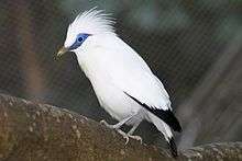 White bird with dark wing and tail feathers and a blue mask