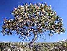 A gnarled, spreading tree about three metres high, on an otherwise treeless plain with low shrubs