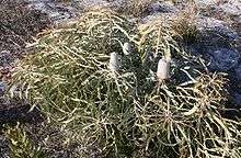 A small spreading shrub about 40 cm (15.5 in) high, with several inflorescences in early bud, growing in sand