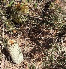 A pale green cylindrical bud in orange sand. Horizontal branches are nearby.