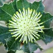 Many straight, fluffy white cylinders with green ends extend from the bud.