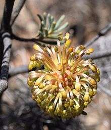 A roundish bloom made up of hundreds of golden flower buds growing