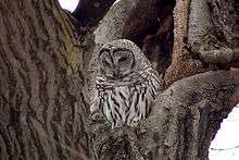 an owl in a tree