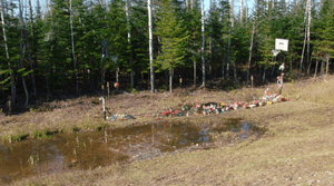 Flowers and basketball nets behind a puddle and in front of trees.