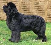 "Black Newfoundland"