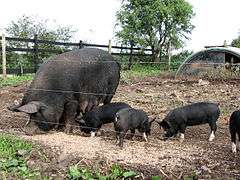 Berkshire pigs - geograph.org.uk - 578139.jpg