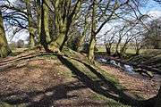 End-on view of a wooded earth bank, with a ditch and smaller bank beyond