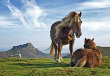 Horses on Bianditz mountain. Behind them Aiako Harria mountain can be seen.