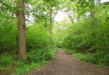 A path in Big Wood in spring