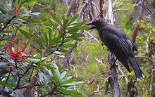 A brownish black bird looks to be squawking perched next to a bush with red flowers.