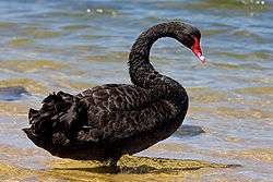 Black swan standing on a beach at the water’s edge