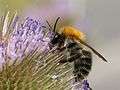 Bombus pascuorum Zurich lateral.jpg