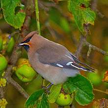 pink and grey bird