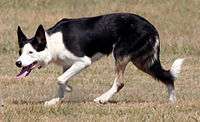 Working Border Collie