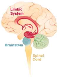 Alternative text,Limbic system of the brain