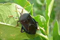 A bronze orange bug clinging to the underside of an orange leaf. The shape of its body is distinctly shield-like.