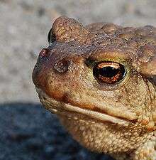 Common Toad Bufo bufo infected with larvae of Lucilia bufonivora.