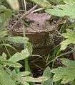 Bufo gargarizans frontal.jpg