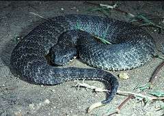 CSIRO ScienceImage 3990 Death Adder.jpg