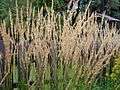 Calamagrostis x acutiflora 'Karl Foerster'.jpg