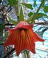 Canarina canariensis BotGardBln1105c.jpg