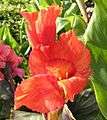 Canna YKH 1174.jpg