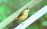 A wren perches on vegetation, looking alert.