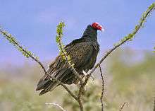 A large dark raptor with a pink head stands on a plant